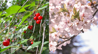 Close ups of red fruit and pink flowers