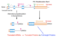 Scientific image from Dr. Jeongsik Yong: Truncated mRNAs ---> Truncated Proteins vs. Full-length Proteins
