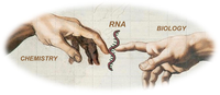 Image two hands representing connection of RNA between Chemistry and Biology