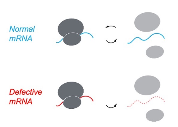 Image representing difference of Normal mRNA and defective mRNA. Normal has circular pathway; defective is one direction.